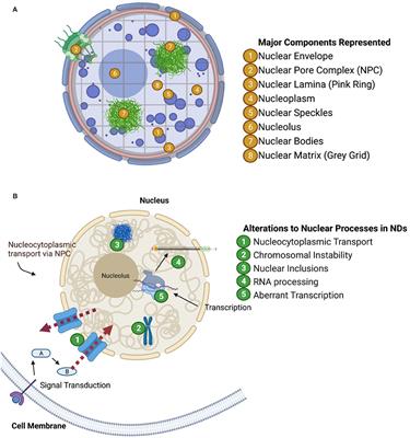 Brain Cell Type-Specific Nuclear Proteomics Is Imperative to Resolve Neurodegenerative Disease Mechanisms